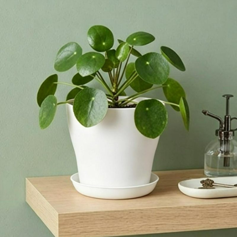 Zestaw doniczek z otworami dre – Indoor Herb Garden Kit recenzja i cena